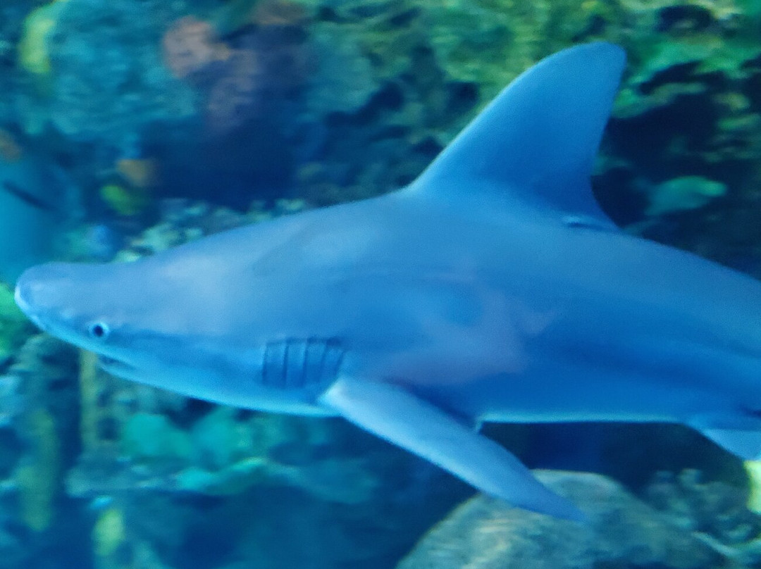Johnny Morris' Wonders of Wildlife National Museum and Aquarium-斯普林菲尔德必去景点
