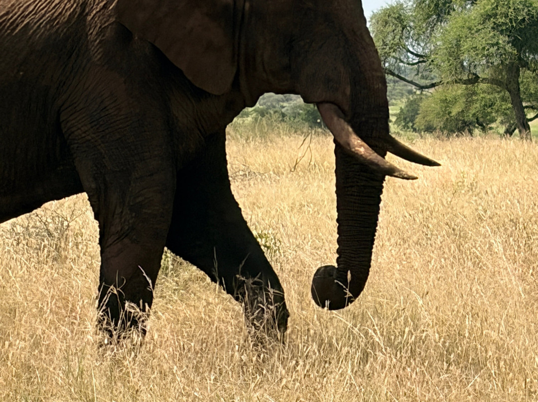 Carnivores Safaris Limited-阿鲁沙必去景点