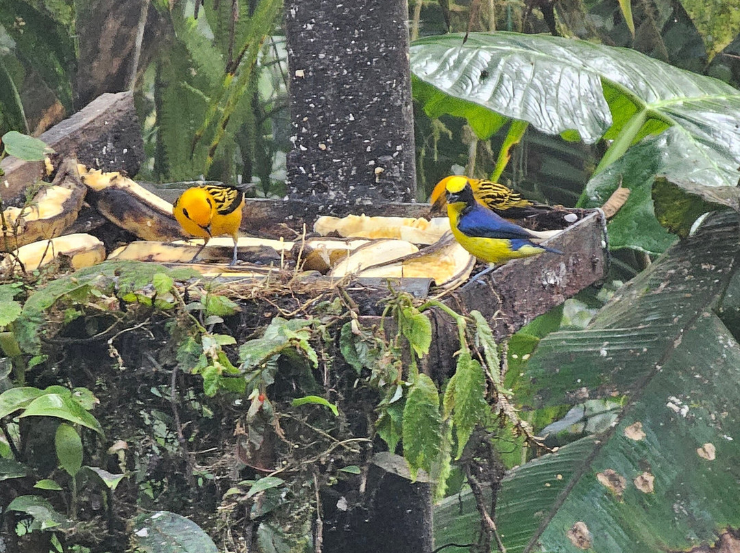 San Tadeo Birding-明多必去景点
