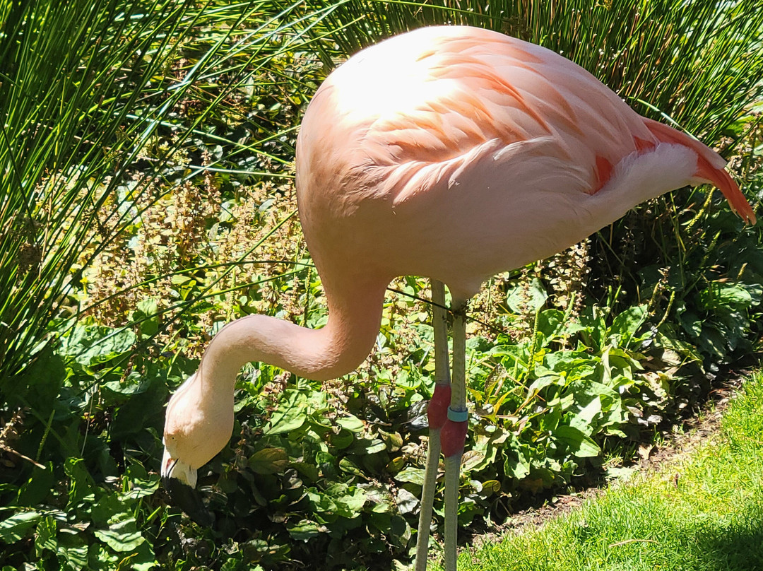 Wildlife Safari-Winston必去景点