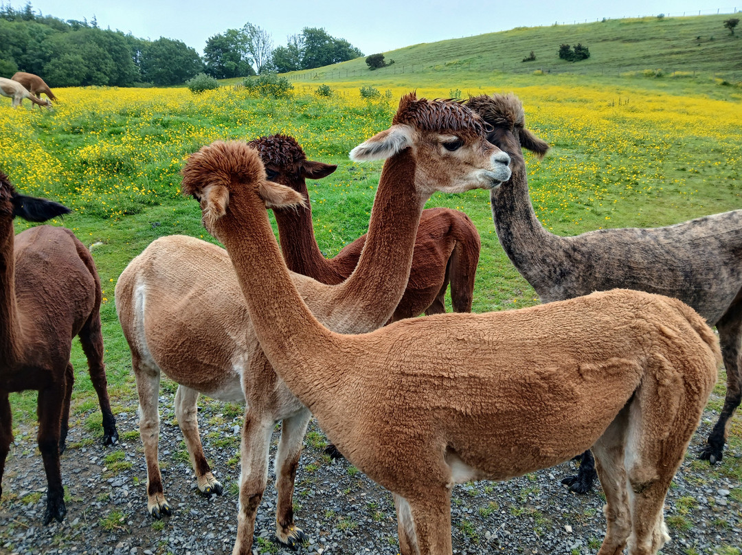 Wreay Syke Alpacas-肯德尔必去景点