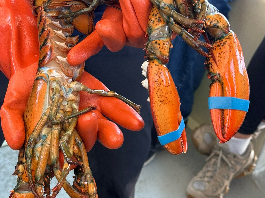 Lulu Lobster Boat-巴港必去景点