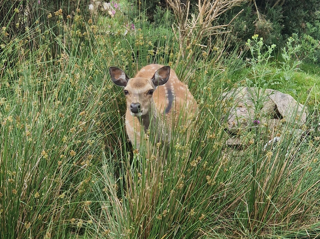 Bainloch Deer Park-Dalbeattie必去景点