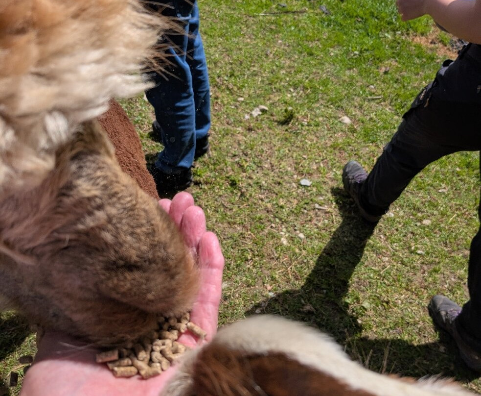 Alpacaly Ever After-Portinscale必去景点