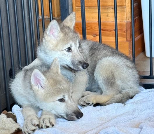 Howlers Inn Bed & Breakfast and Wolf Sanctuary-家庭/游戏区