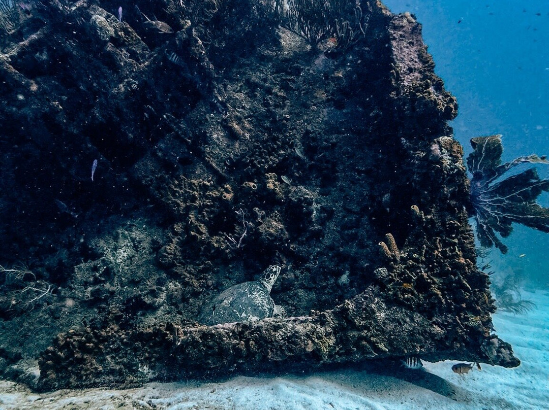 Seahorse Divers Barbados-奥伊斯廷斯必去景点