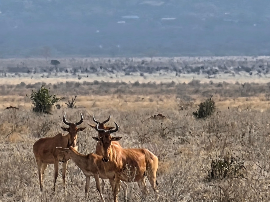 Tsavo East National Park-查佛必去景点