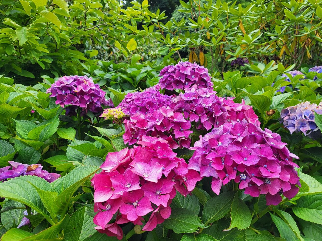 Plas Cadnant Hidden Gardens-Menai Bridge必去景点