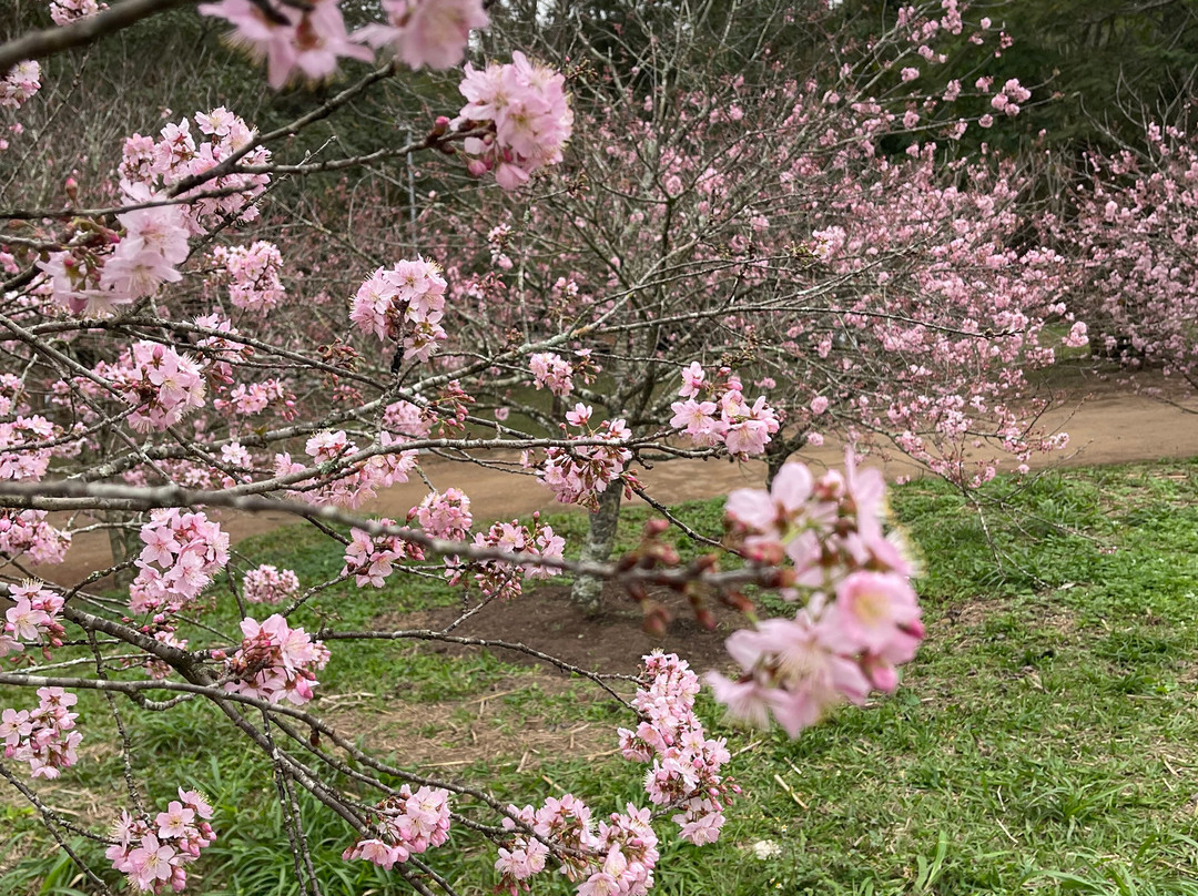 Parque do Carmo-圣保罗必去景点