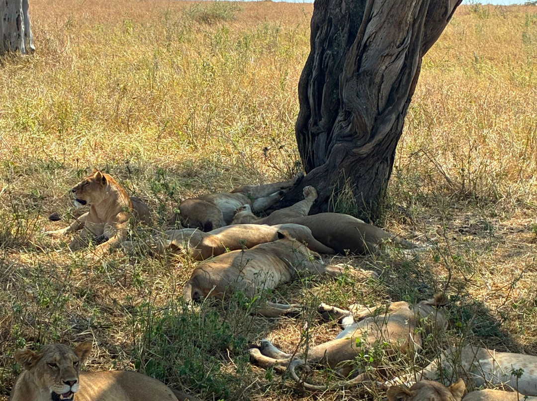 Sereland Africa Safaris-Sakina必去景点