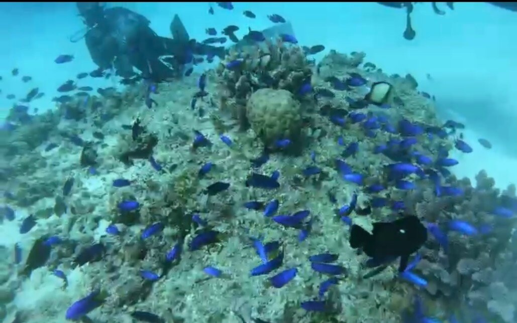 Orca Dive Club - Pereybere-Pereybere必去景点