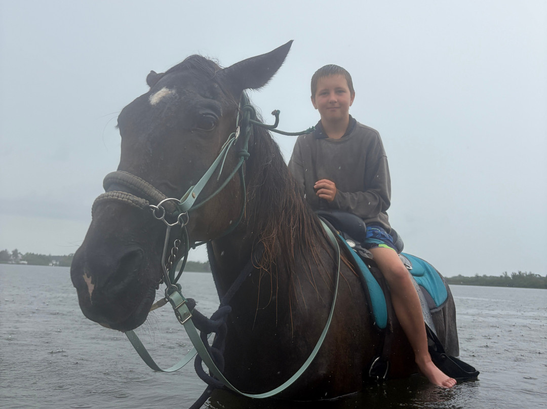 Florida Beach Horses-布雷登顿必去景点