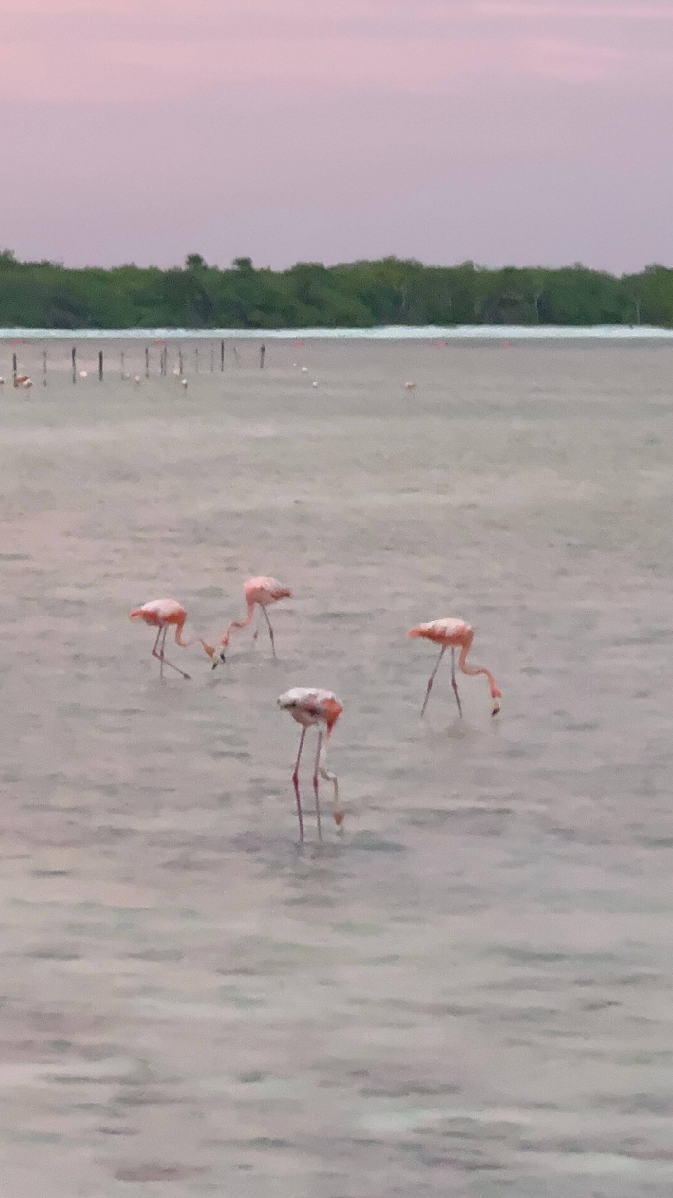 Delek Holbox-旅行者
