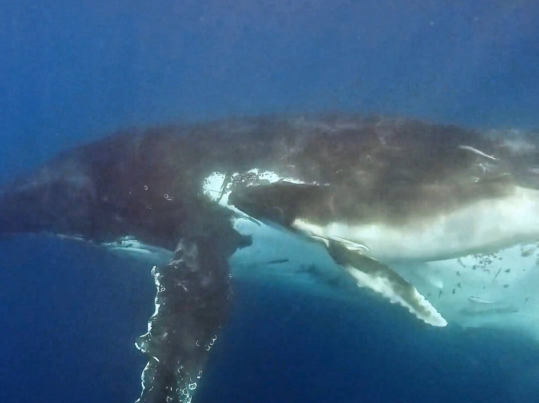 SAFARI, DRIVE & DIVE TOURS-Inhambane必去景点
