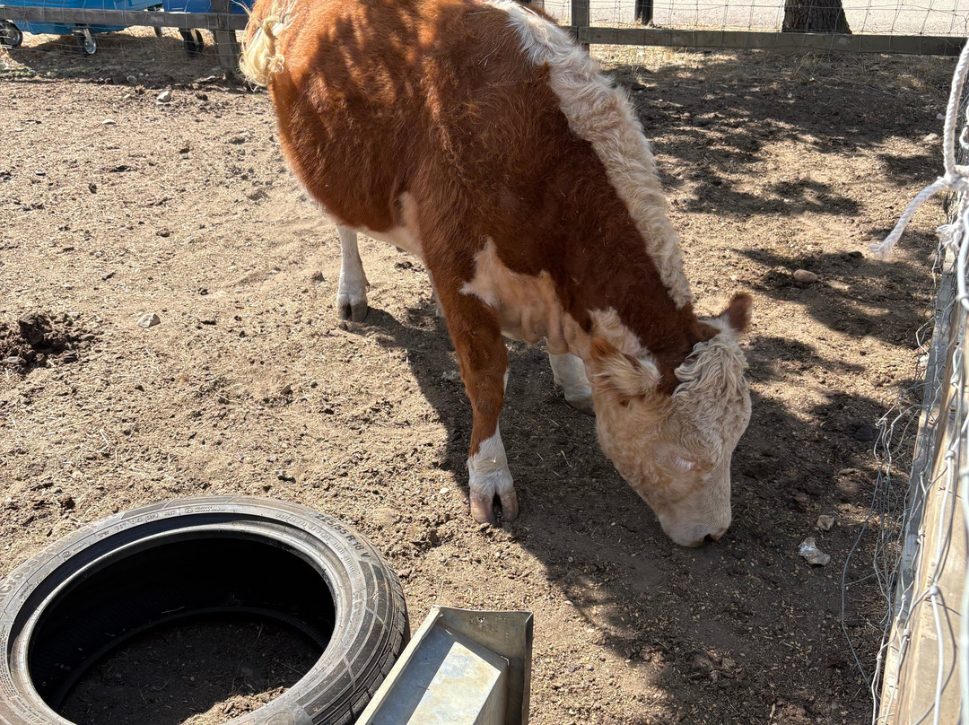 Stantons Farm - Petting Farm-Black Notley必去景点