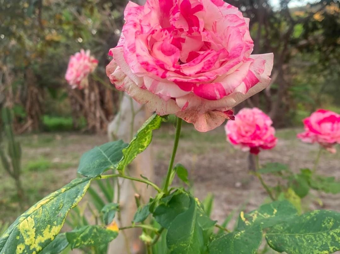 Pousada Flor de Lótus主图