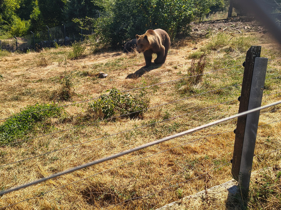 Bear Sanctuary-Kuterevo必去景点