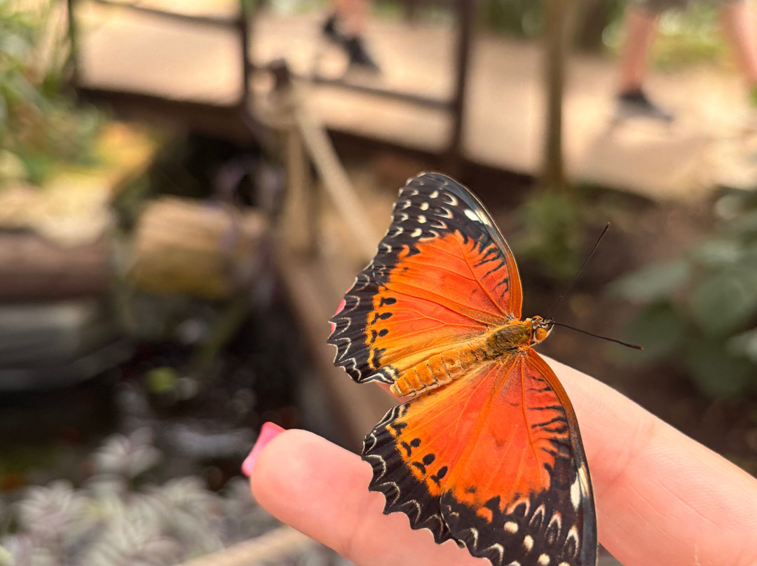 Butterfly World and Fountain World-Wootton必去景点