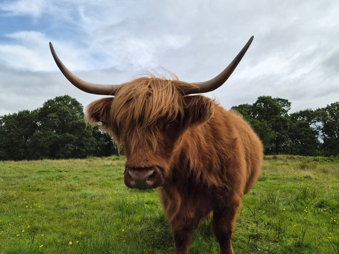 Nether Glenny Farm - Coos and Views-斯特灵必去景点