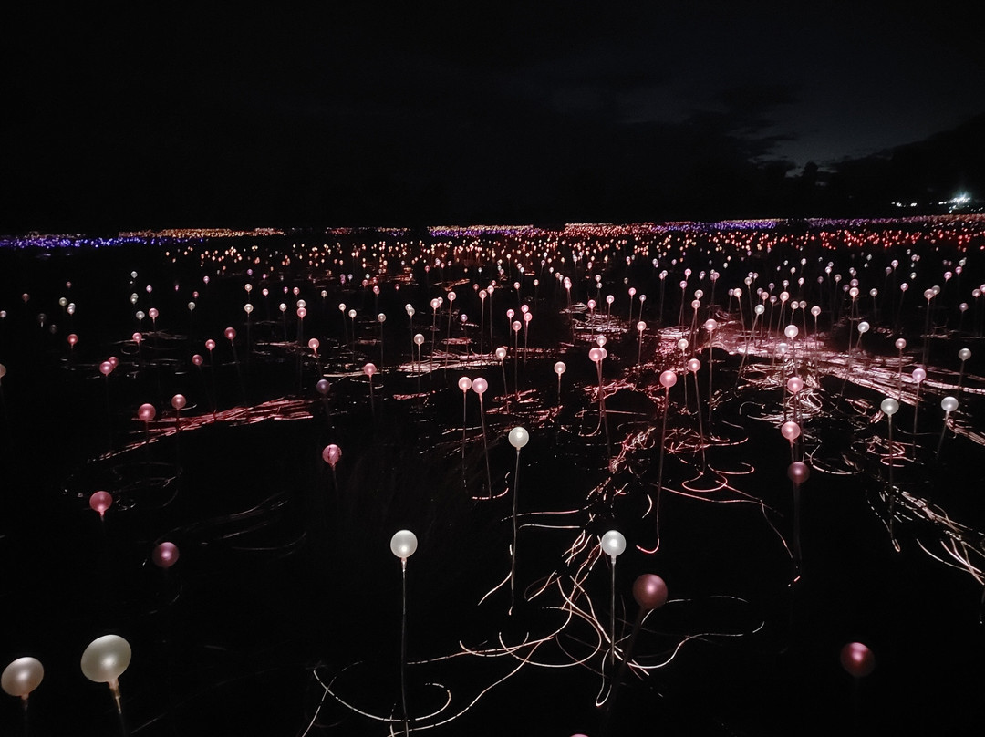 Field of Light-乌鲁鲁-卡塔丘塔国家公园必去景点