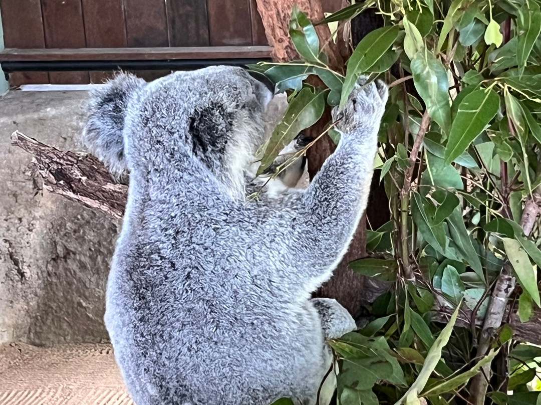 Australia Zoo-Beerwah必去景点