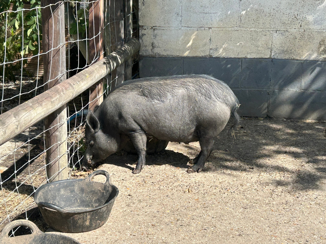 Hopefield Animal Sanctuary & Visitor Centre-布伦特伍德必去景点