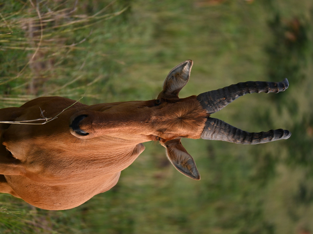 Rwizi Africa Expeditions-坎帕拉必去景点