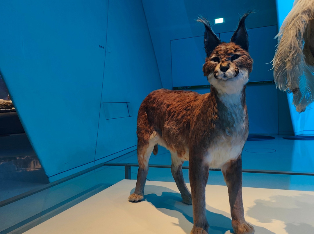 National Museum of Qatar-多哈必去景点