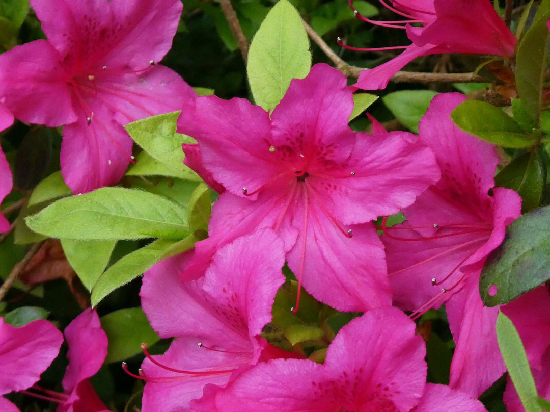 Mount Congreve Gardens-County Waterford必去景点