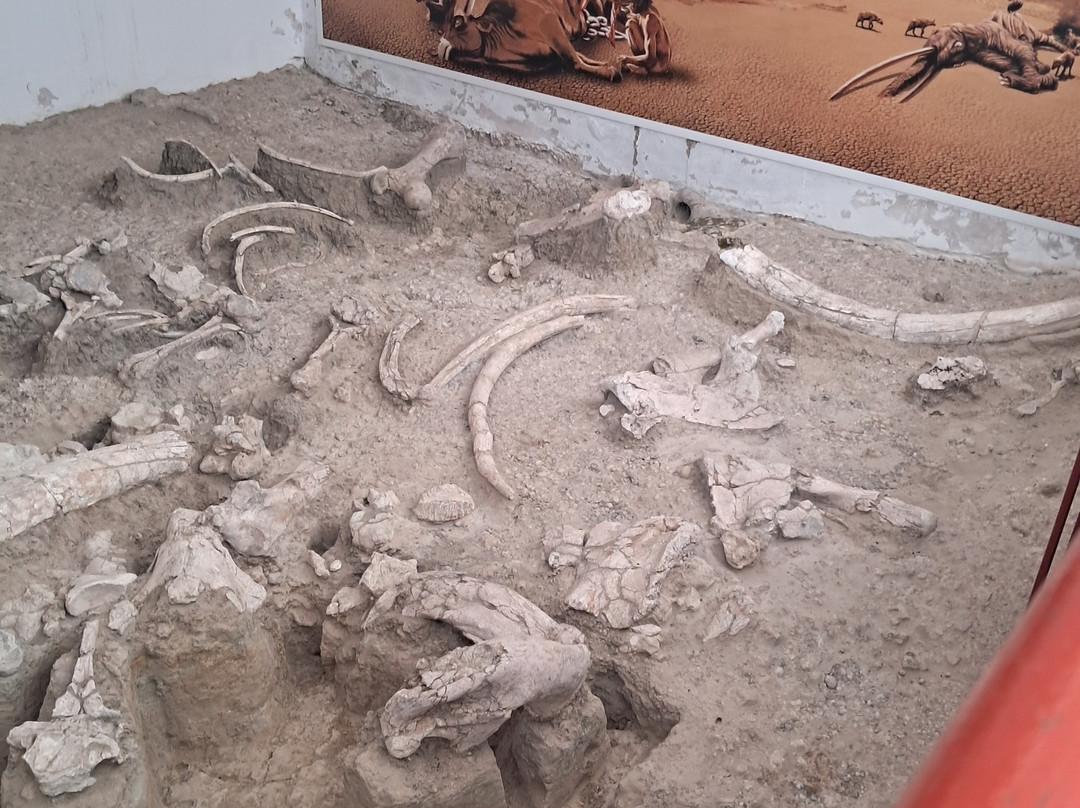 Yacimiento - Museo Arqueológico de Ambrona