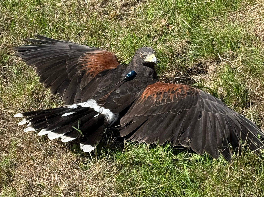 Hampshire Hawk Walks-Four Marks必去景点