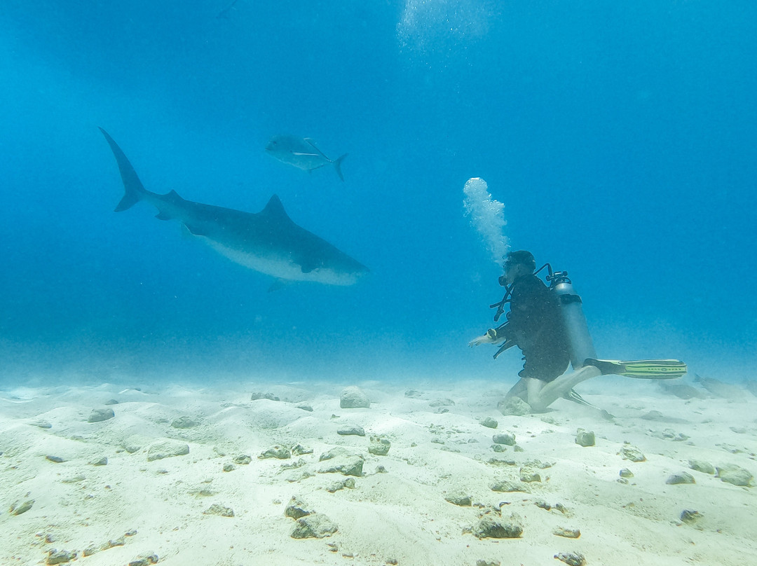 Pelagic Divers Fuvahmulah-Fuvahmulah必去景点