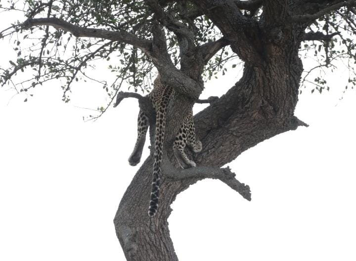Northern Masailand Safaris-阿鲁沙必去景点