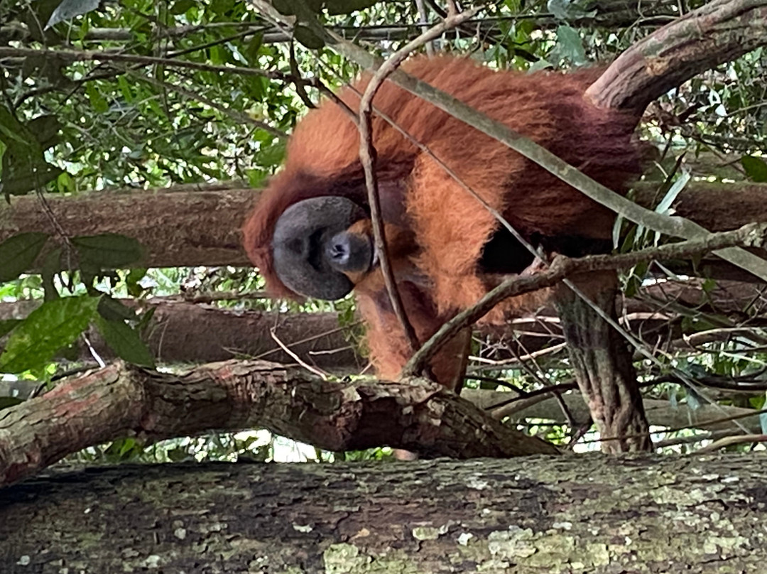 Bukit Lawang Jungle Trekking-武吉拉旺必去景点