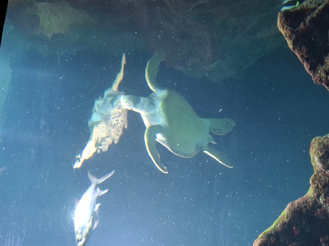 Aquarium La Rochelle-拉罗谢尔必去景点