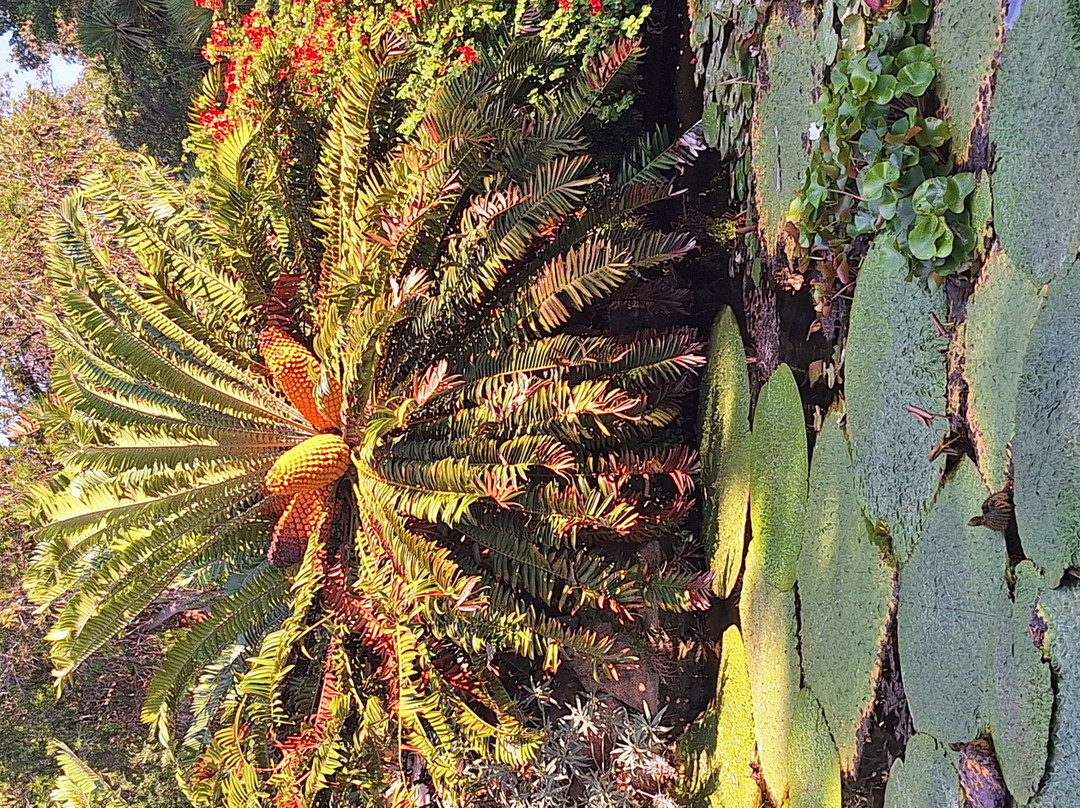 Giardini La Mortella-福里奥必去景点