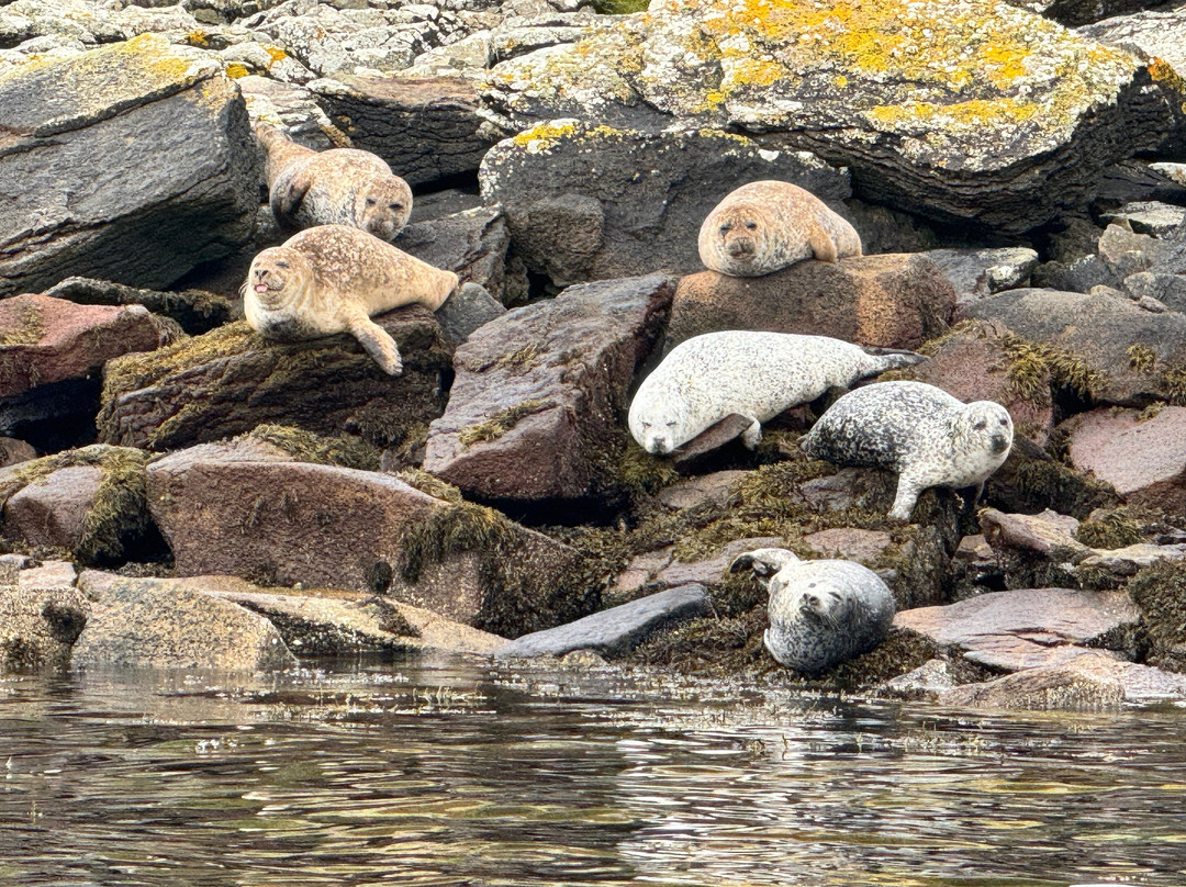 Stardust Boat Trips Portree-Portree必去景点
