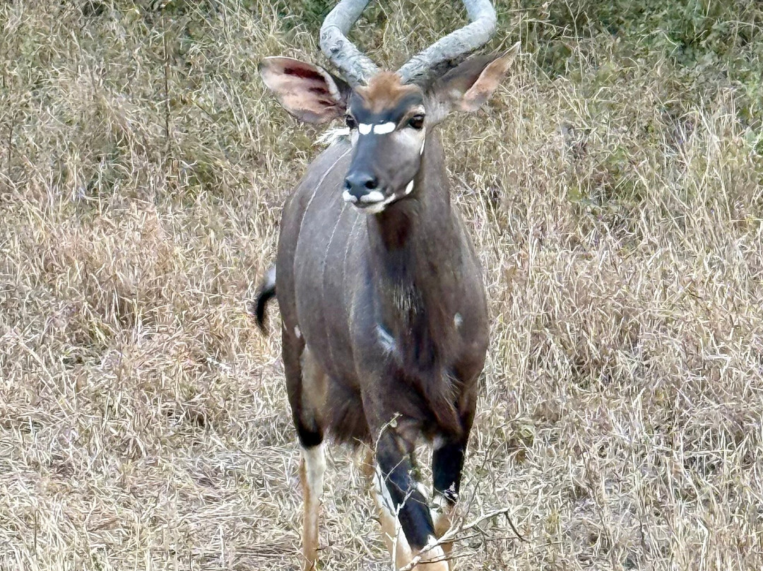 Parque Nacional Da Gorongosa-Gorongosa National Park必去景点