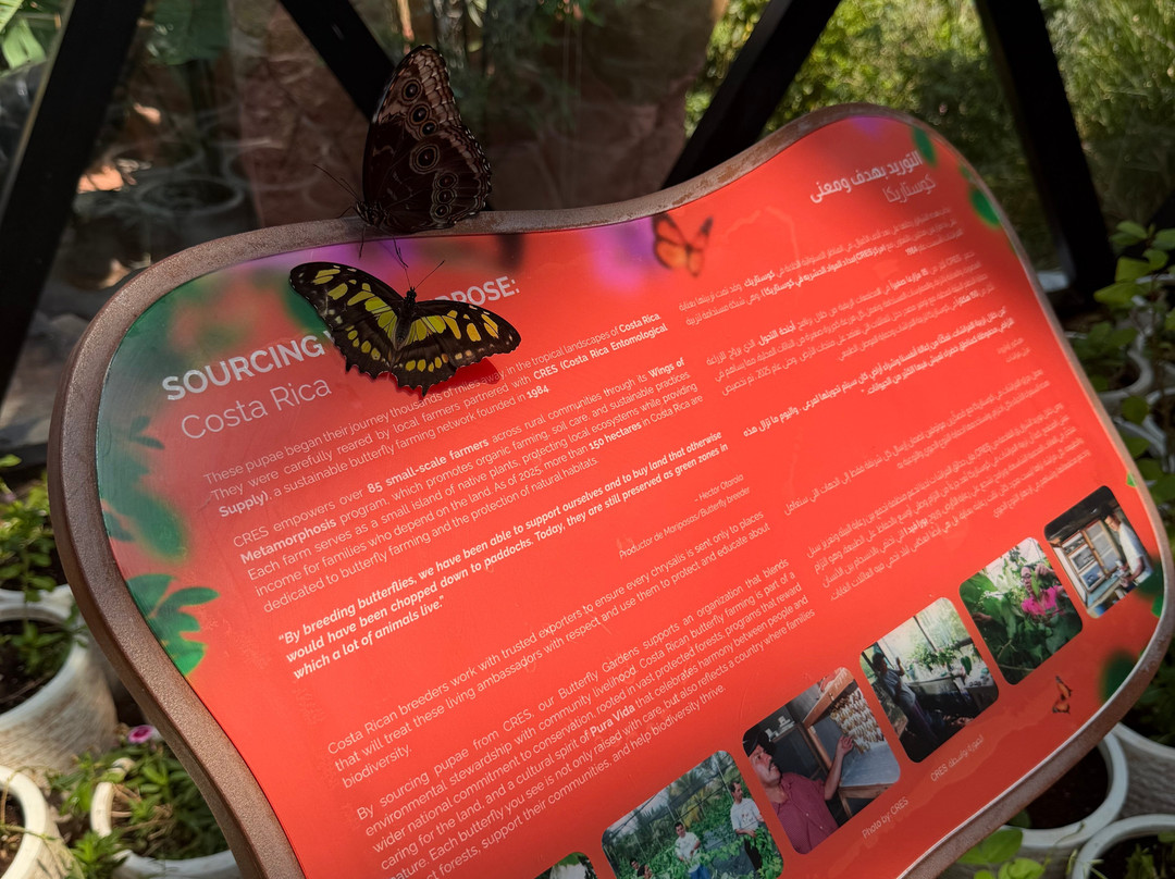 The Butterfly Gardens Abu Dhabi-阿布扎比必去景点