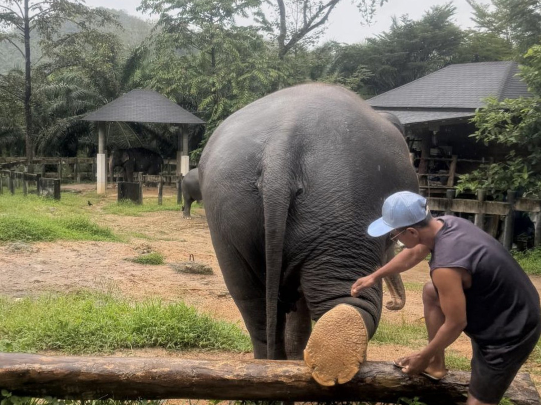 Phang Nga Elephant Park-攀牙必去景点