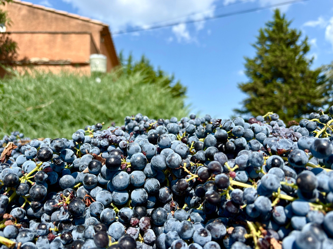Domaine du trapadis-Rasteau必去景点