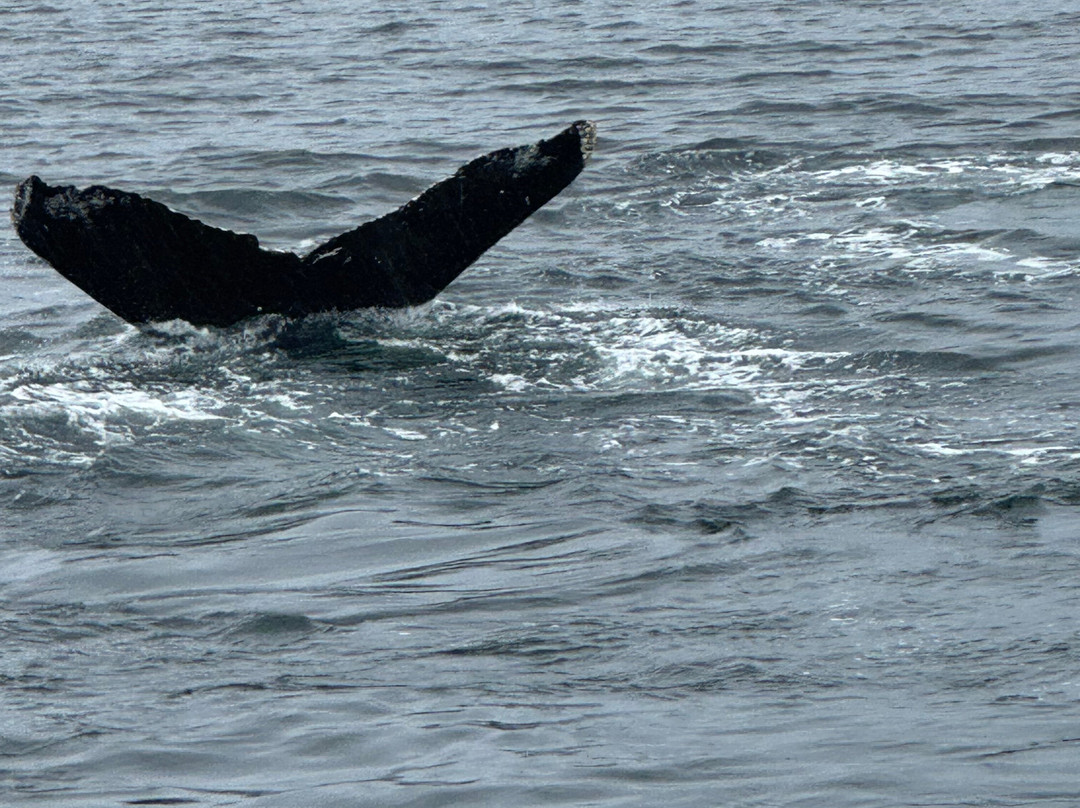 Icy Strait Whale Adventures-胡纳必去景点