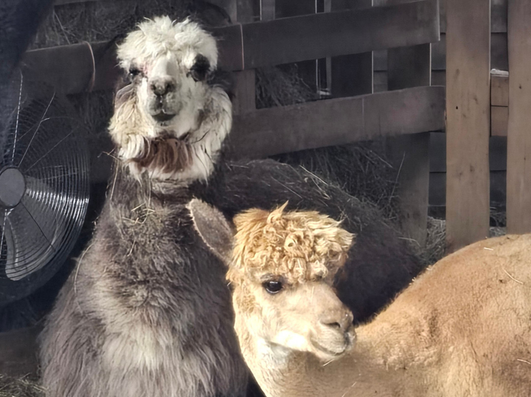 Bell Farm Alpacas-Pensford必去景点