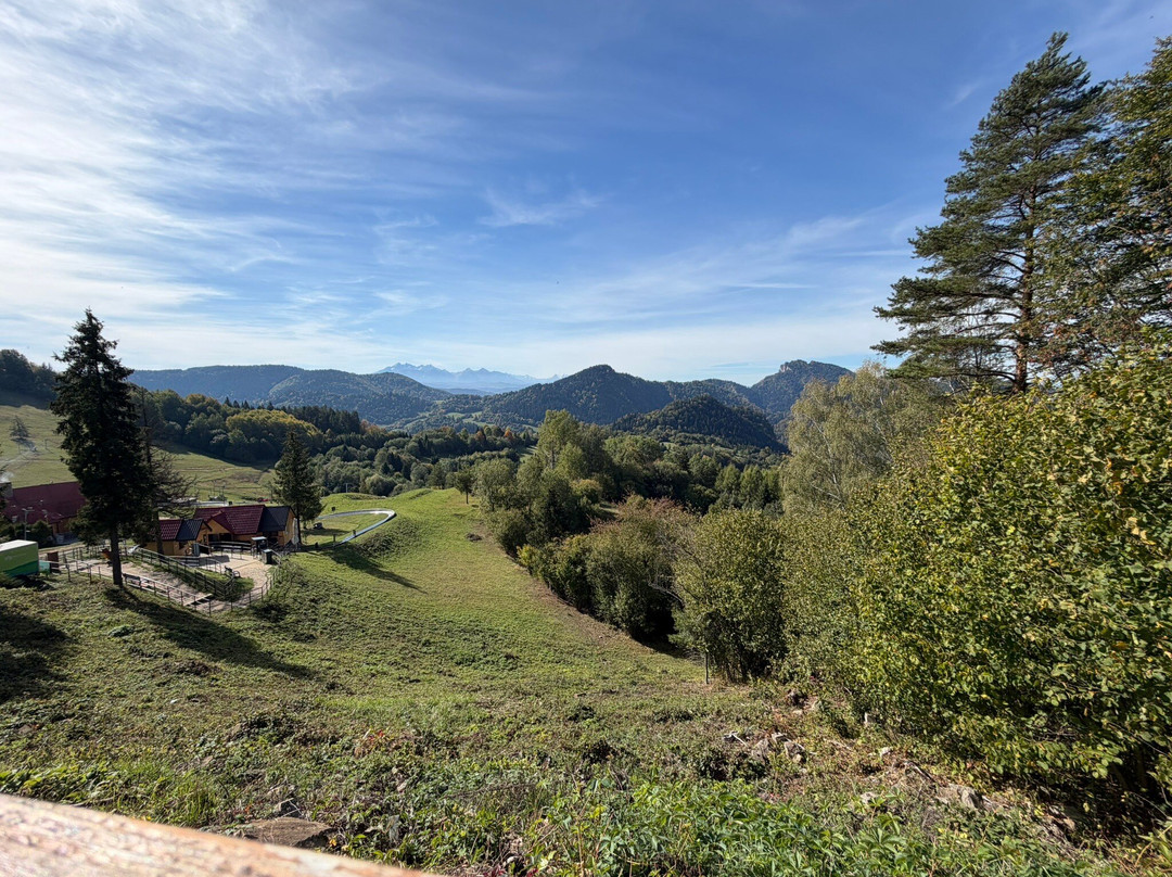 Palenica