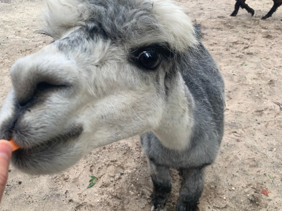 Jersey Shore Alpacas-开普梅必去景点