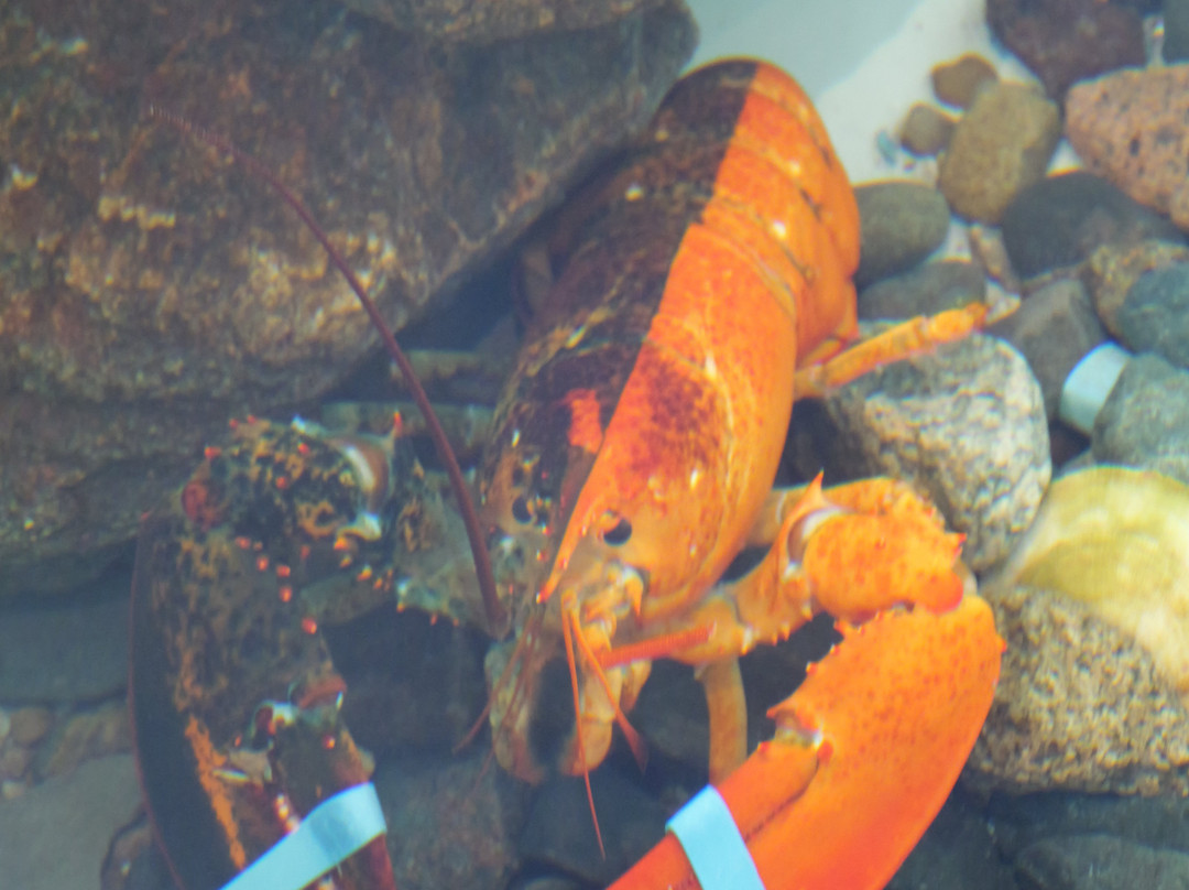 Centre Homarus Centre-希迪亚克必去景点