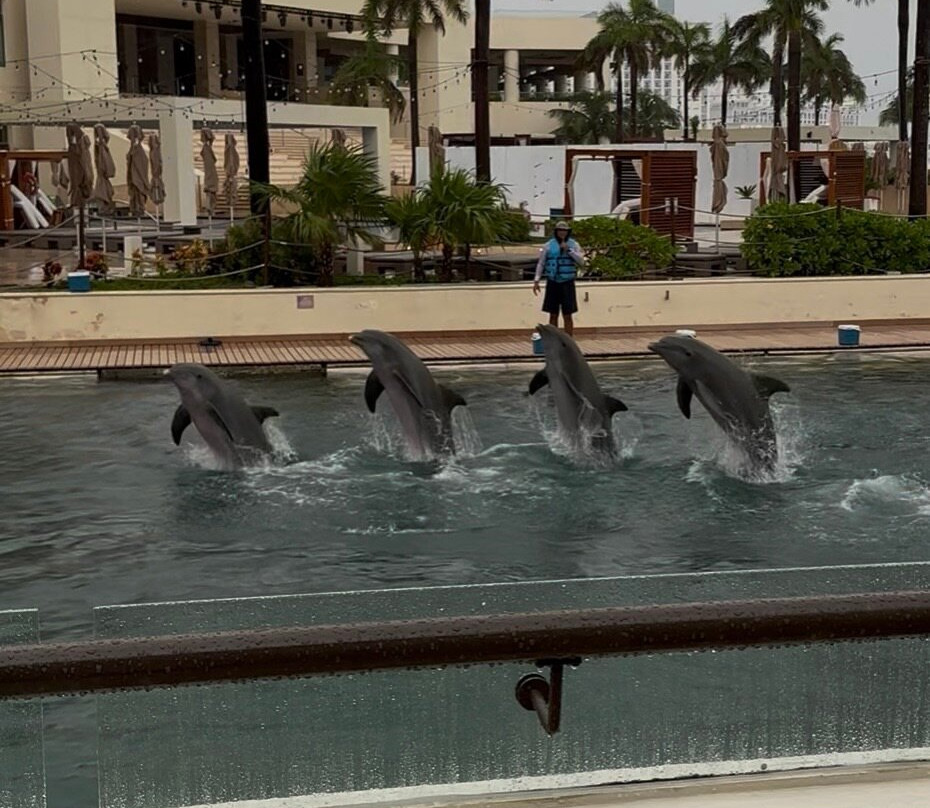 Delphinus Punta Cancun-坎昆必去景点