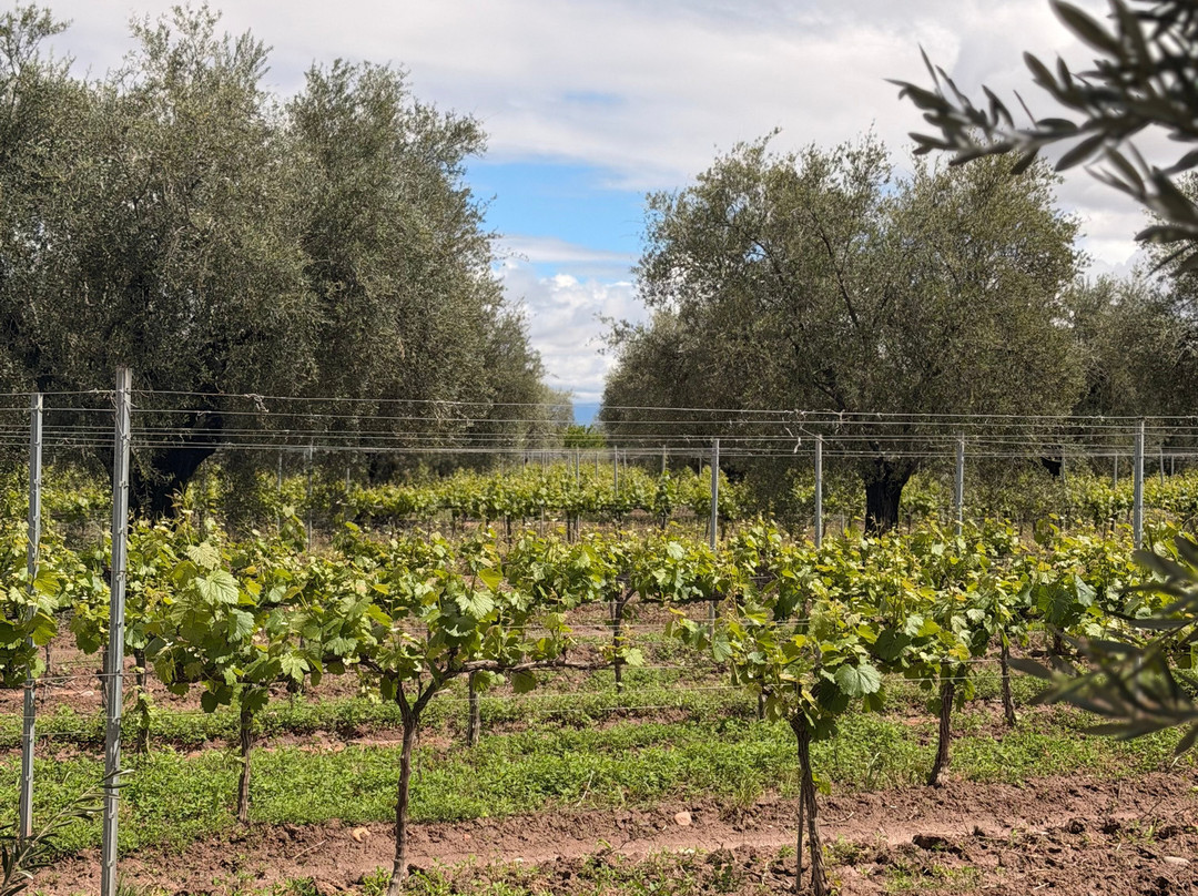 Finca El Paraíso - Bodega Luigi Bosca-Maipu必去景点