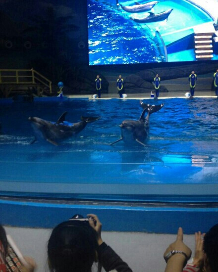 孝昌县旅游景点-武汉极地海洋世界