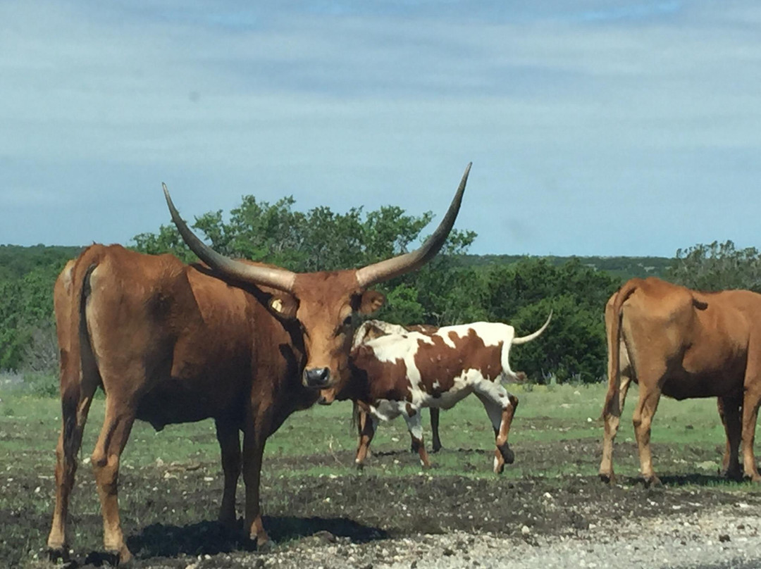 Rocksprings旅游景点-Y.O. Ranch Headquarters